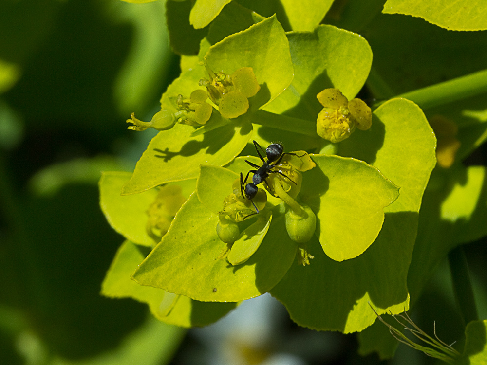 Euphorbia serrata, Lechetrezna