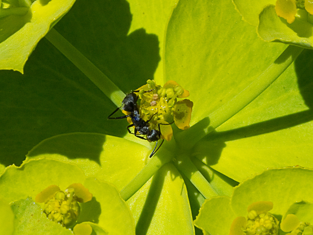 Euphorbia serrata, Lechetrezna