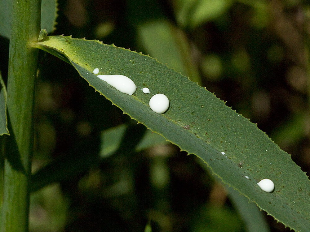 Euphorbia serrata, Lechetrezna