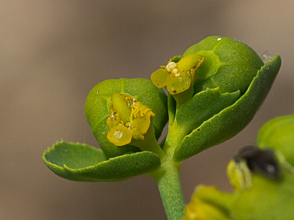 Euphorbia serrata, Lechetrezna