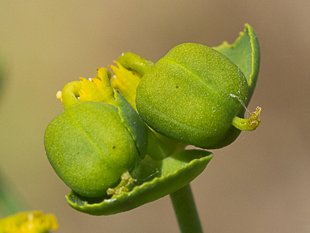 Euphorbia serrata, Lechetrezna