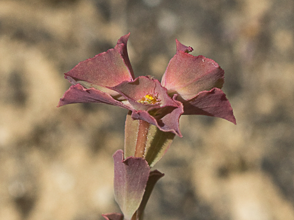 Lechetrezna tonta (Euphorbia falcata)