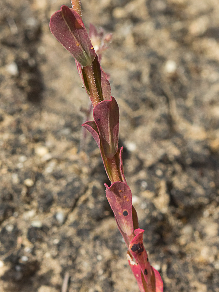 Lechetrezna tonta (Euphorbia falcata)