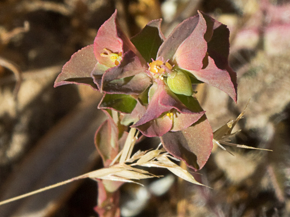 Lechetrezna tonta (Euphorbia falcata)
