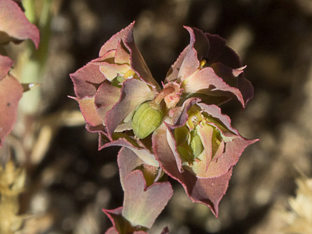 Lechetrezna tonta (Euphorbia falcata)