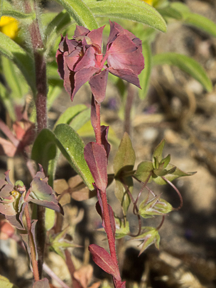 Lechetrezna tonta (Euphorbia falcata)
