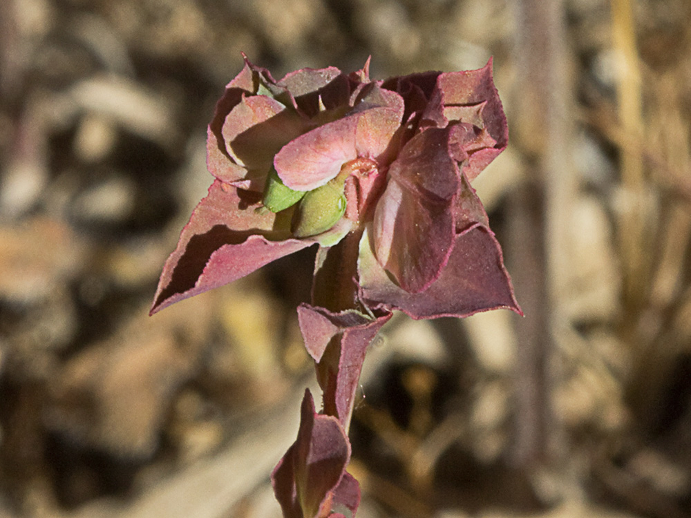 Lechetrezna tonta (Euphorbia falcata)