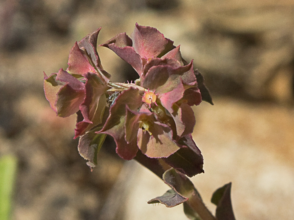 Lechetrezna tonta (Euphorbia falcata)