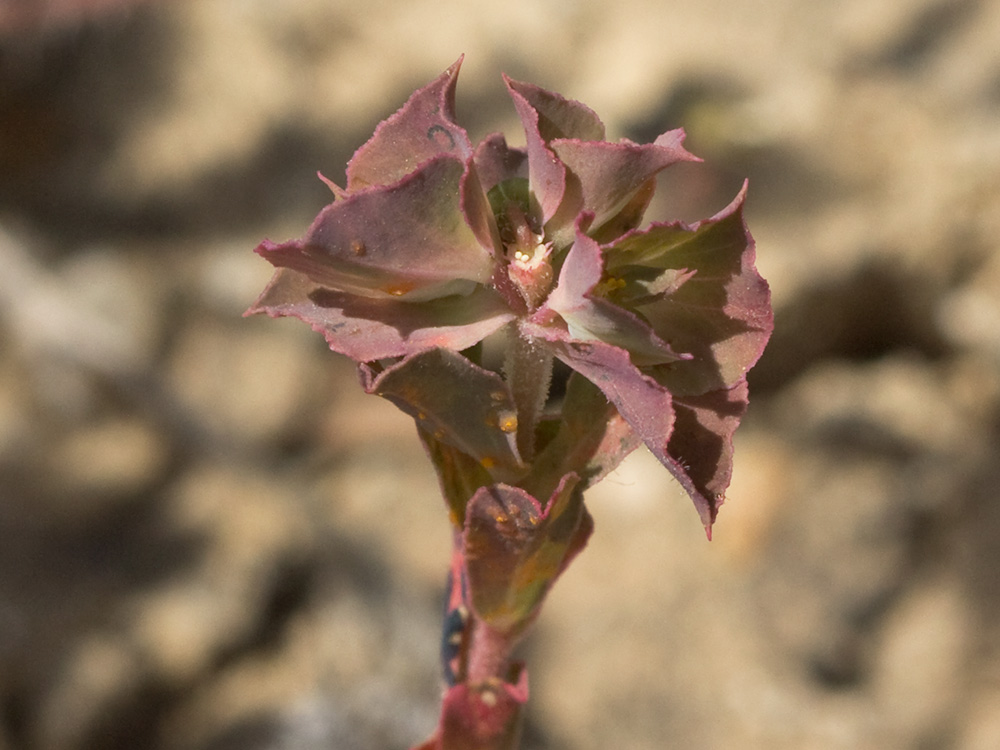 Lechetrezna tonta (Euphorbia falcata)