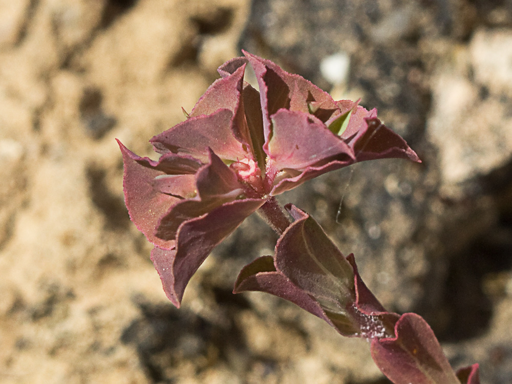 Lechetrezna tonta (Euphorbia falcata)