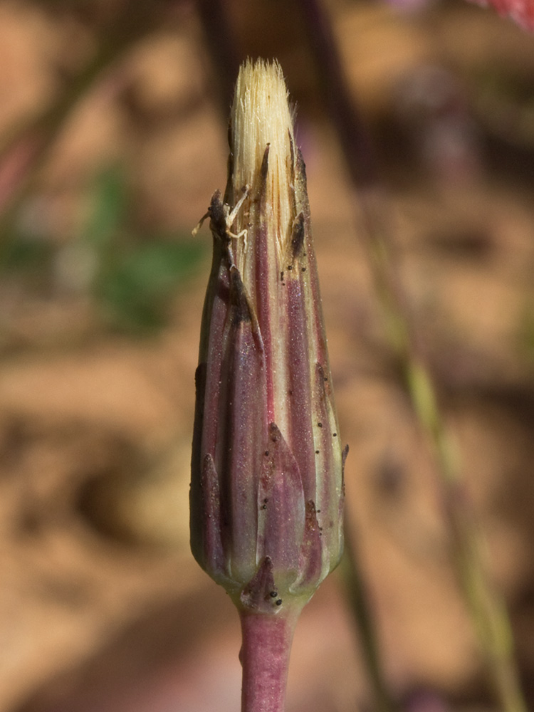 Lechuga de cerdo (Hypochaeris glabra)