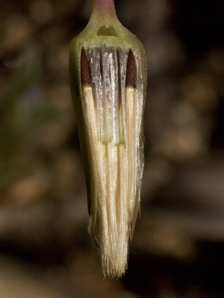 Lechuga de cerdo (Hypochaeris glabra)