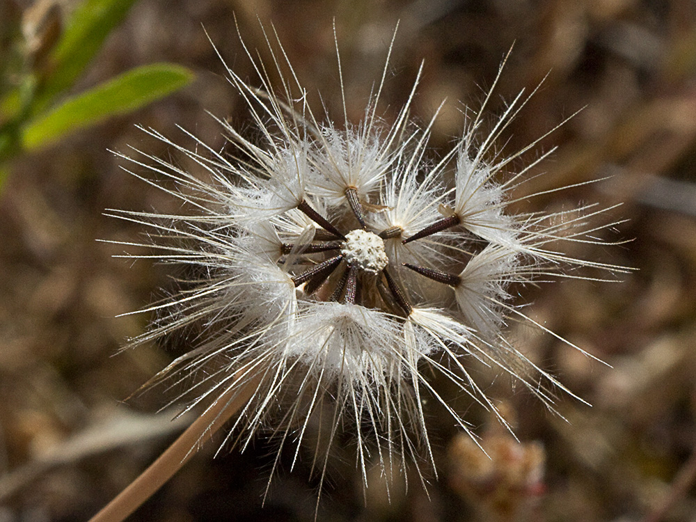 Lechuga de cerdo (Hypochaeris glabra)
