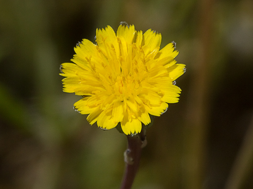 Lechuga de cerdo (Hypochaeris glabra)