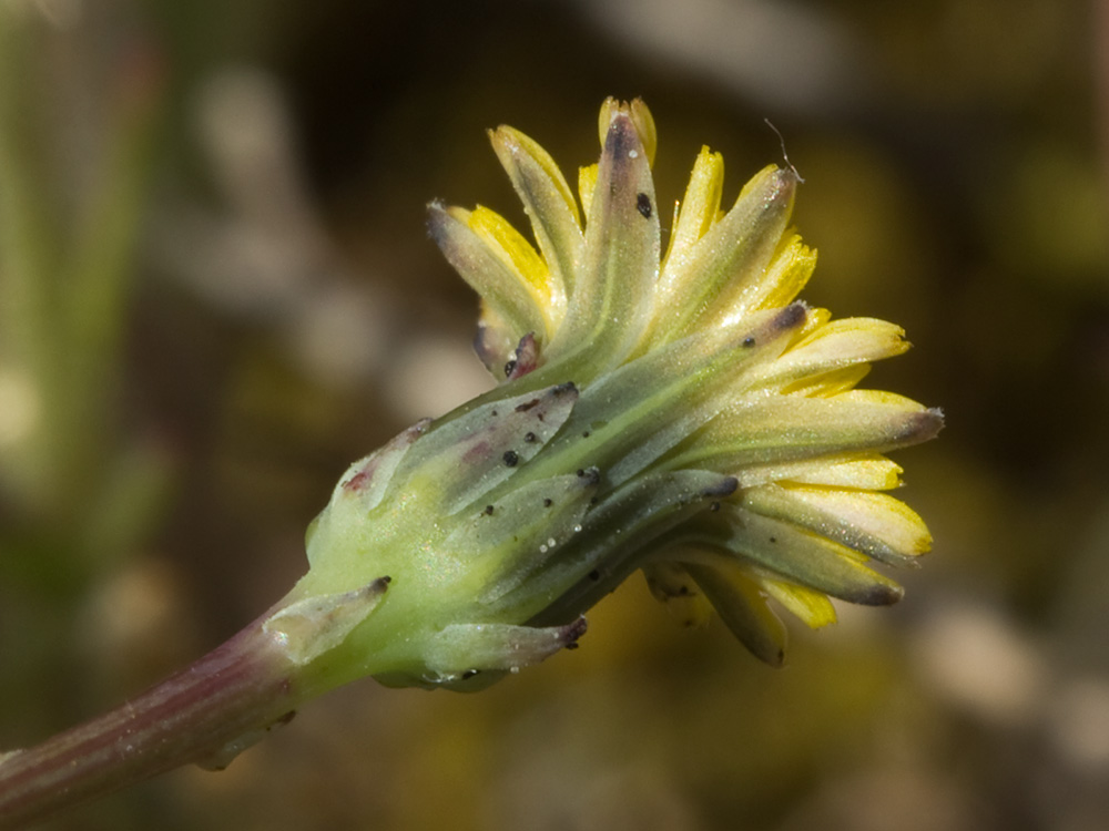 Lechuga de cerdo (Hypochaeris glabra)