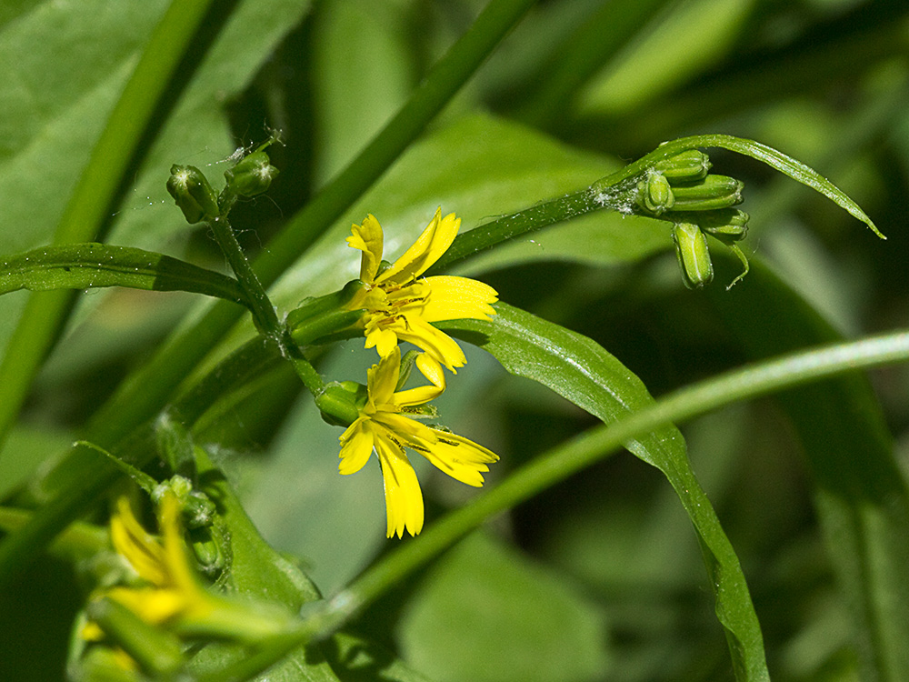 Mata de la lechuga dulce (Rhagadiolus stellatus)
