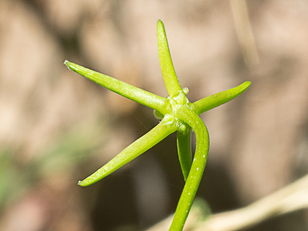 Lechuga lechuga dulce (Rhagadiolus stellatus)