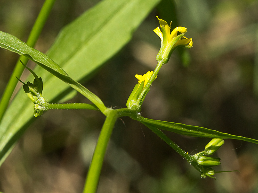 Mata de la lechuga dulce (Rhagadiolus stellatus)
