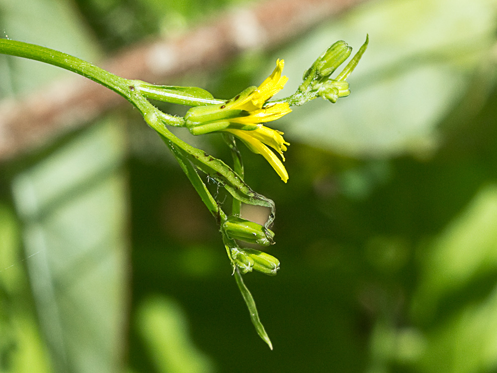 Mata de la lechuga dulce (Rhagadiolus stellatus)