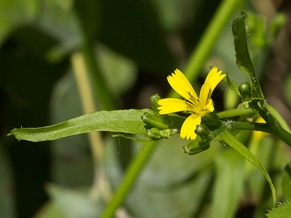Mata de la lechuga dulce (Rhagadiolus stellatus)