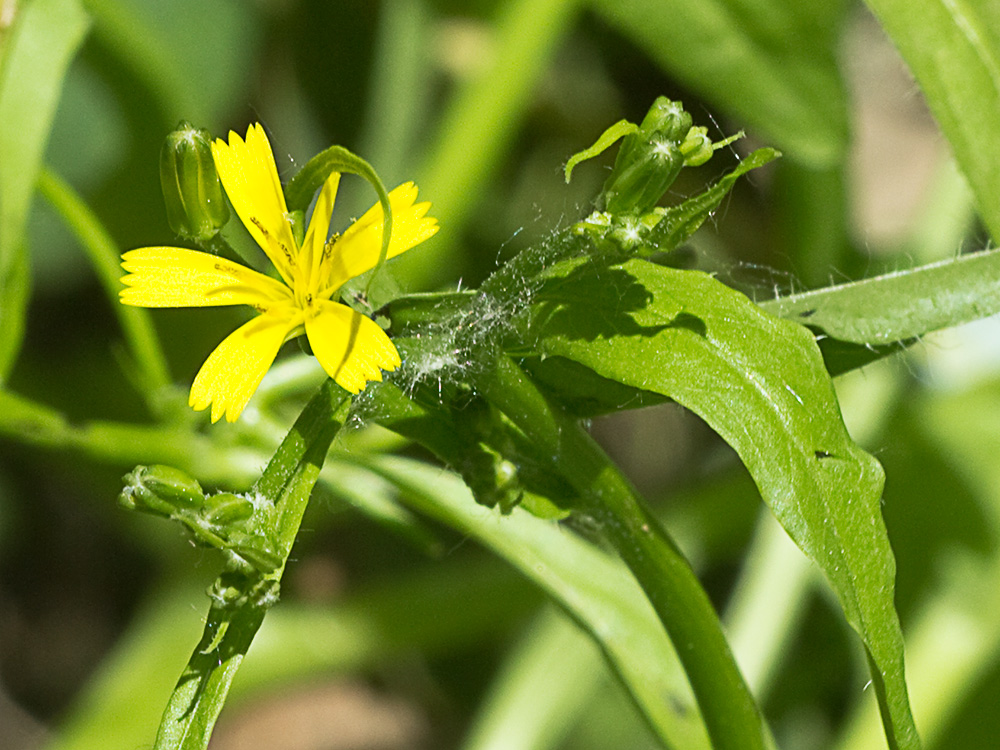 Mata de la lechuga dulce (Rhagadiolus stellatus)