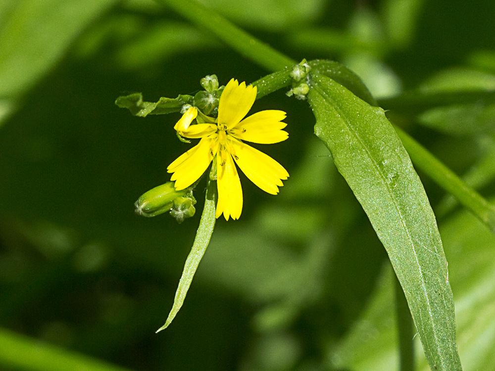 Mata de la lechuga dulce (Rhagadiolus stellatus)