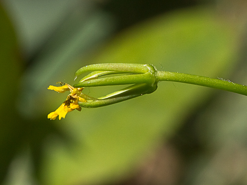 Mata de la lechuga dulce (Rhagadiolus stellatus)
