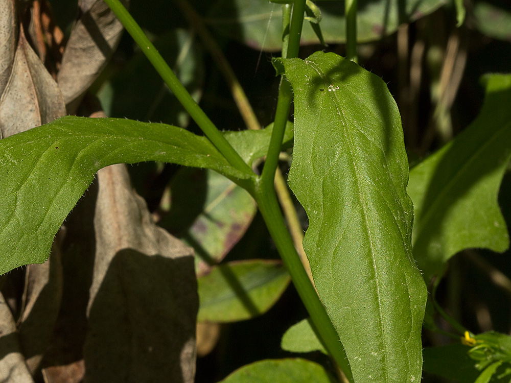 Hoja de la lechuga dulce (Rhagadiolus stellatus)