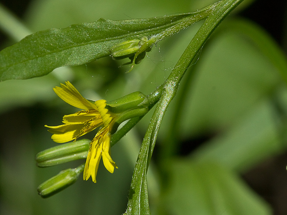 Mata de la lechuga dulce (Rhagadiolus stellatus)