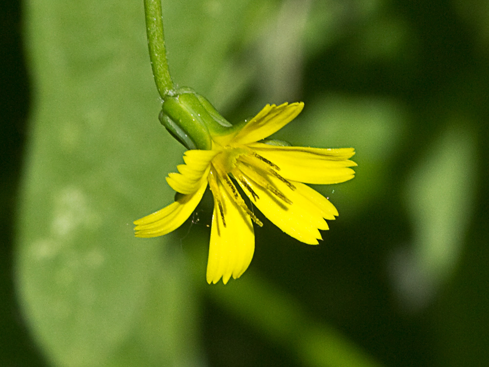 Mata de la lechuga dulce (Rhagadiolus stellatus)