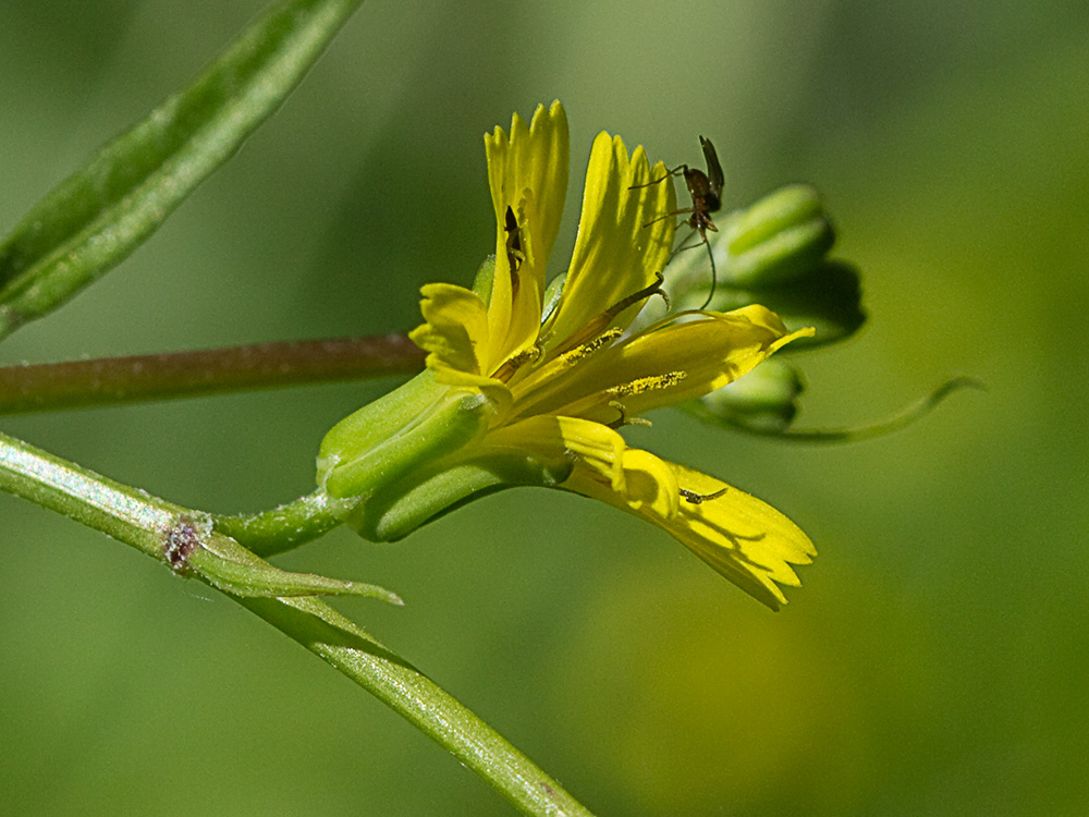 Mata de la lechuga dulce (Rhagadiolus stellatus)