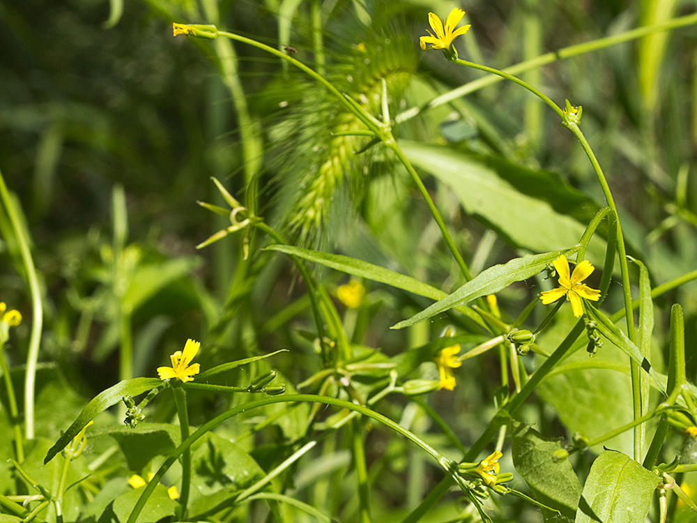Mata de la lechuga dulce (Rhagadiolus stellatus)