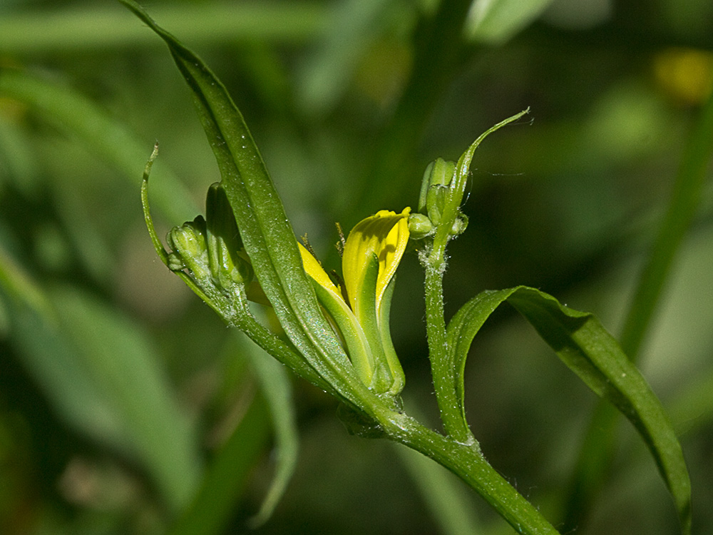 Lechuga dulce (Rhagadiolus stellatus)