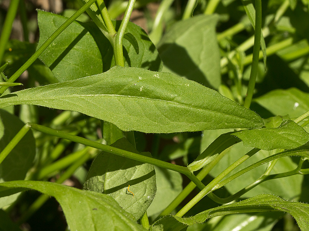 Haz de la hoja de la lechuga dulce (Rhagadiolus stellatus)