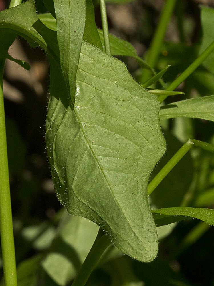 Envés de la hoja  de la lechuga dulce (Rhagadiolus stellatus)