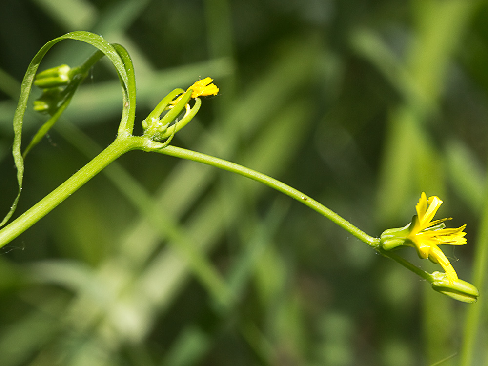Lechuga lechuga dulce (Rhagadiolus stellatus)