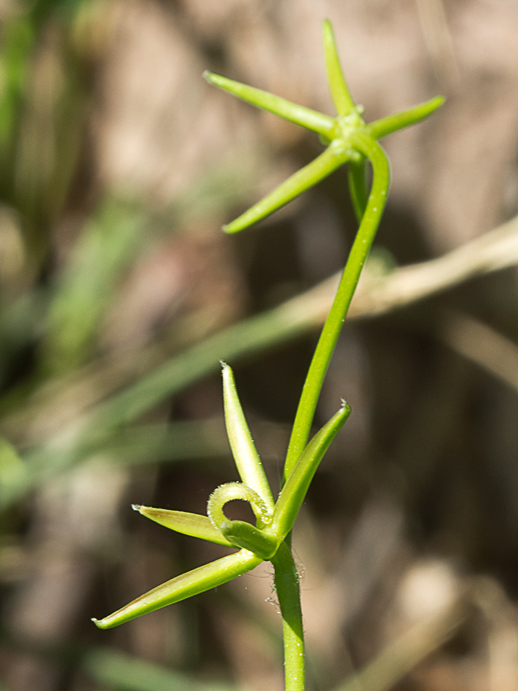 Lechuga  dulce (Rhagadiolus stellatus)