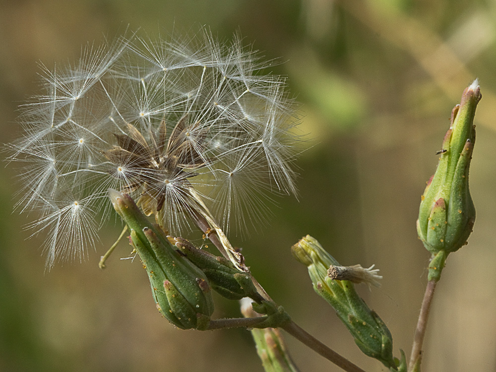 Vilano y capítulos de la lechuguilla (Lactuca serriola)