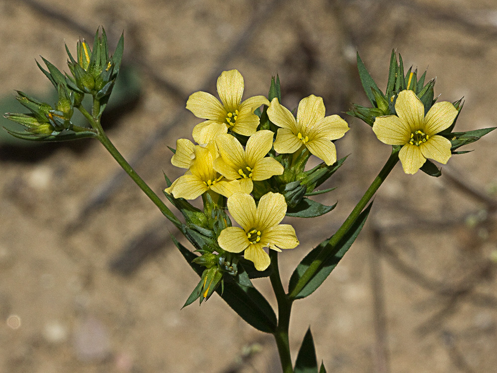 Linillo (Linum strictum)