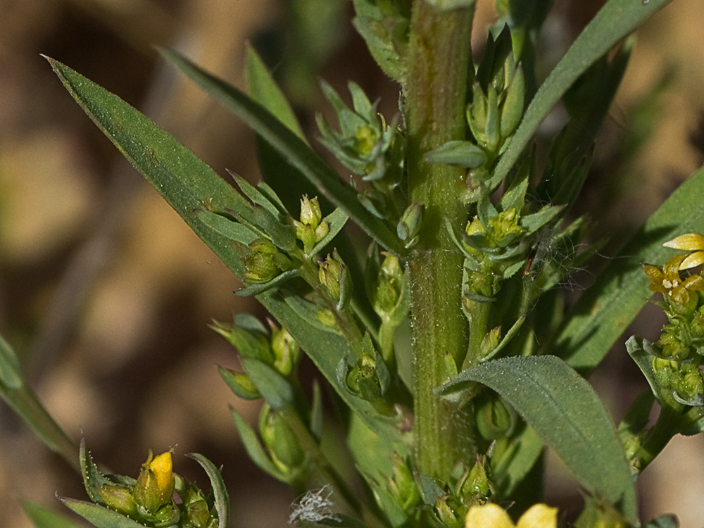 Linillo (Linum strictum)