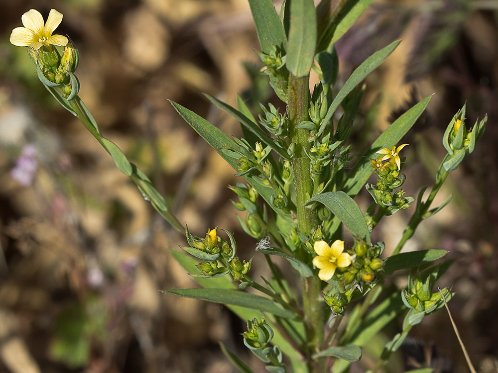 Linillo (Linum strictum)
