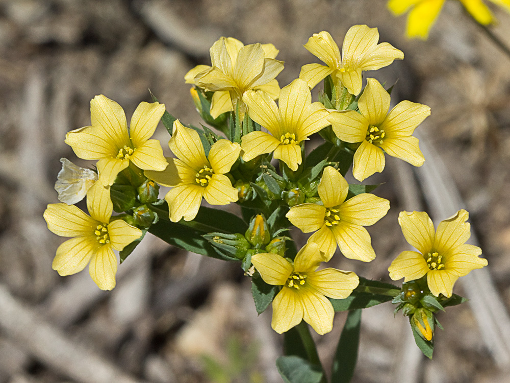 Linillo (Linum strictum)