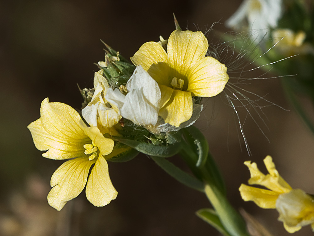 Linillo (Linum strictum)
