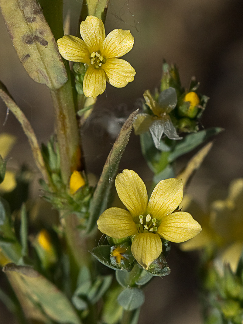 Linillo (Linum strictum)