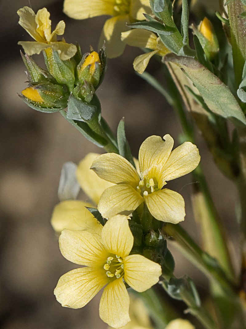 Linillo (Linum strictum)