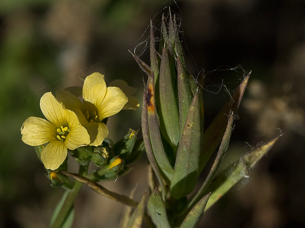 Linillo (Linum strictum)