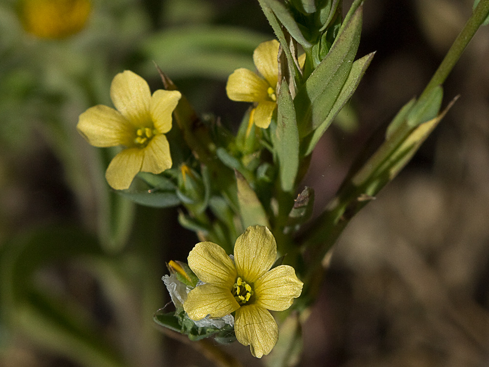 Linillo (Linum strictum)