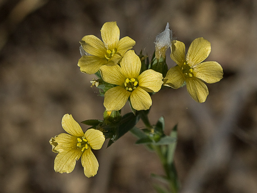 Linillo (Linum strictum)