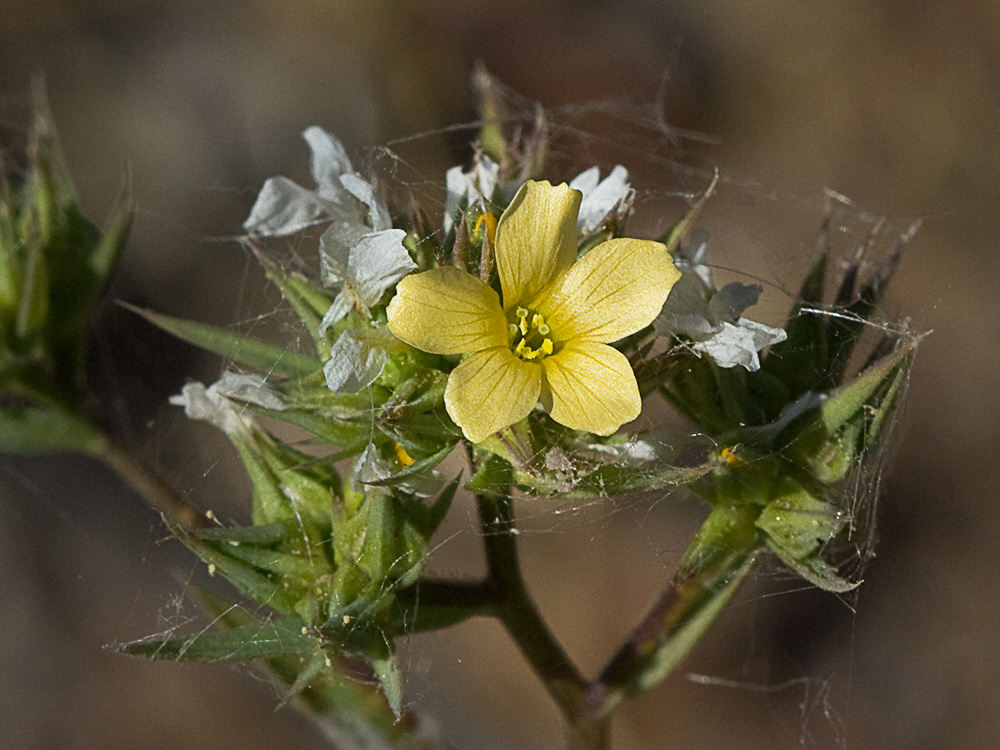 Linillo (Linum strictum)