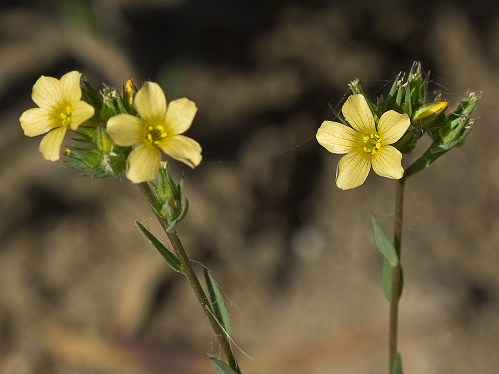 Linillo (Linum strictum)